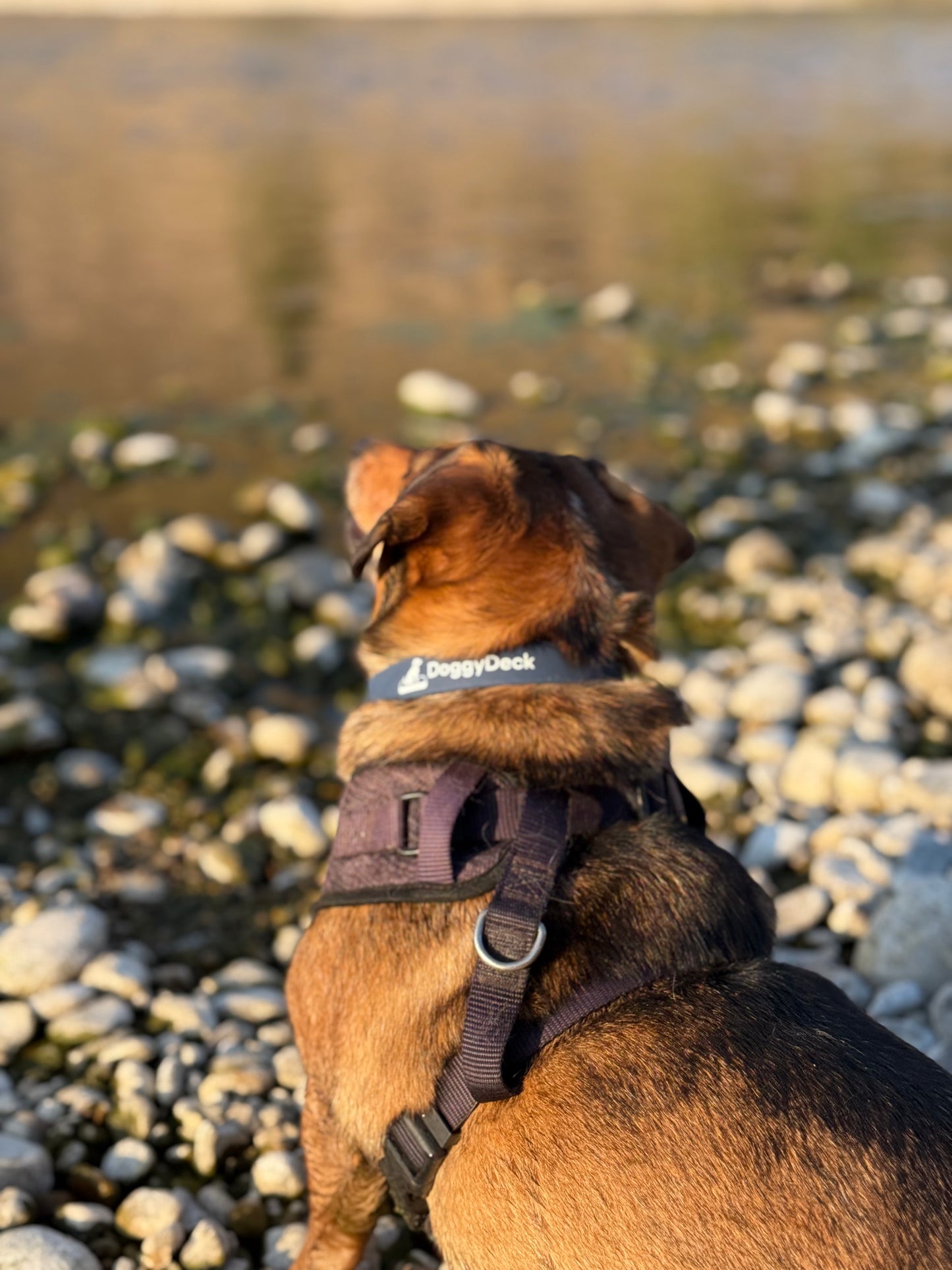 DoggyDeck™ Screen-Printed Dog Collar